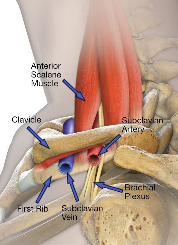 Important Structures of the Thoracic Outlet