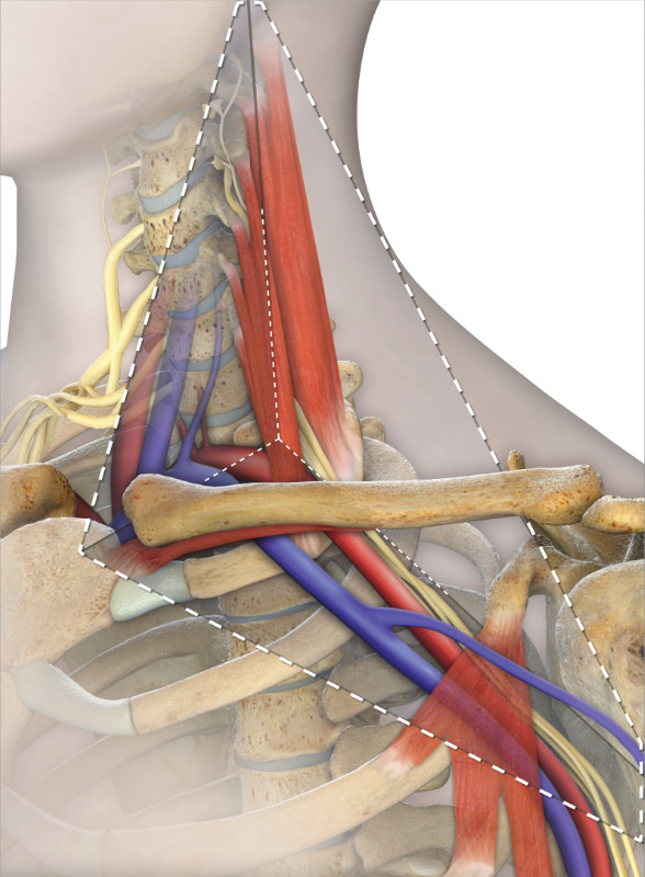 Boundaries of the Thoracic Outlet