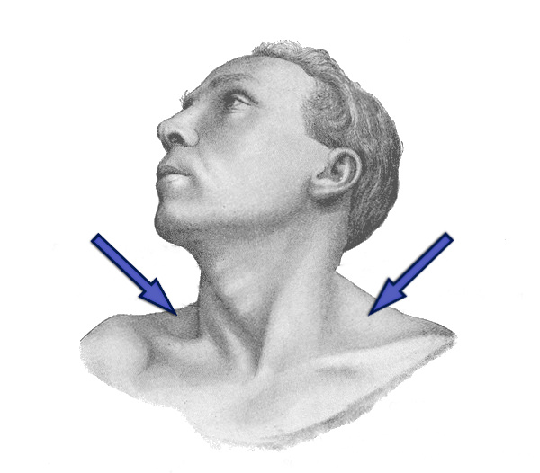 Surface Anatomy of the Thoracic Outlet