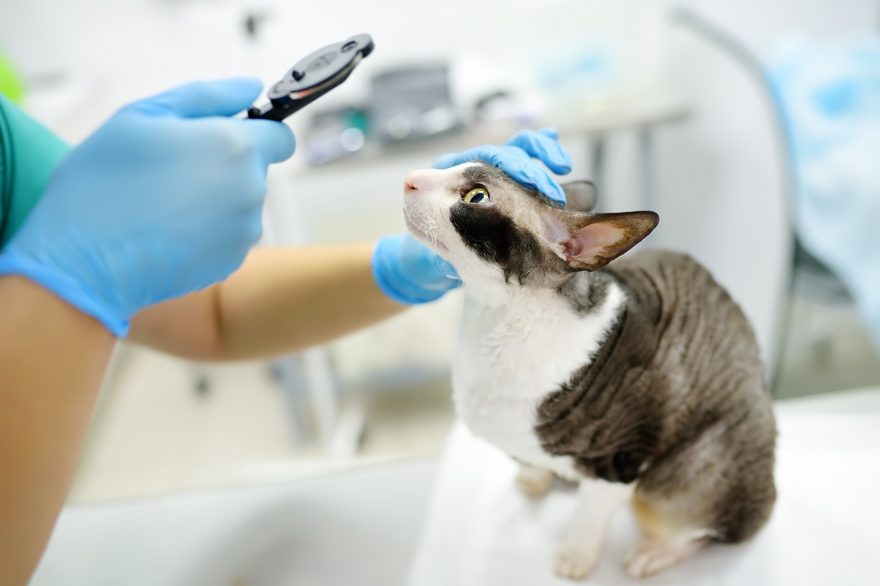 First Free Wellness Vet Exam