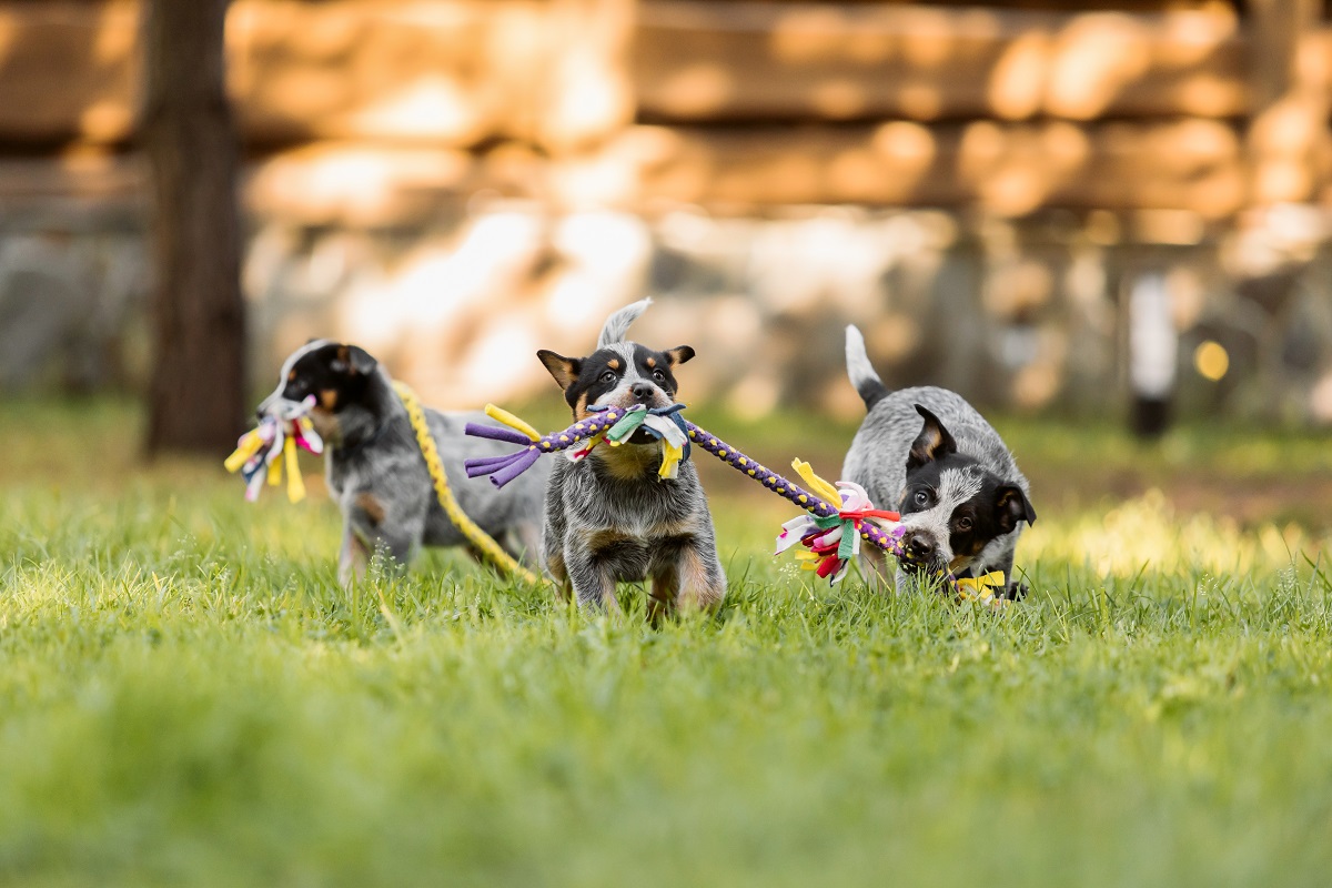 Doggie Daycare