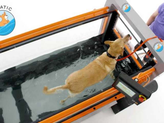 Pawquatic-dog-on-treadmill-3-1024x576