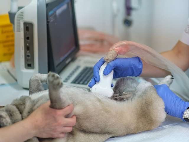 dog having ultrasound scan in a veterinary clinic.