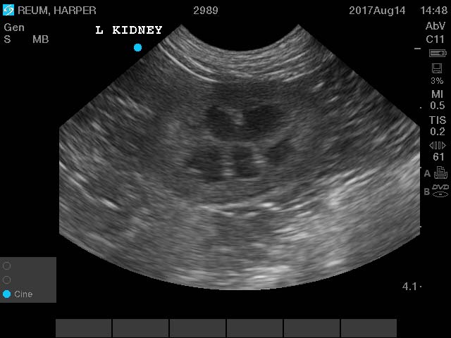 dog-kidney-ultrasound-image