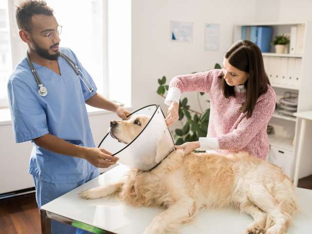 Young woman helping to fix protective funnel around neck of her pet while veterinarian doctor looking at dog