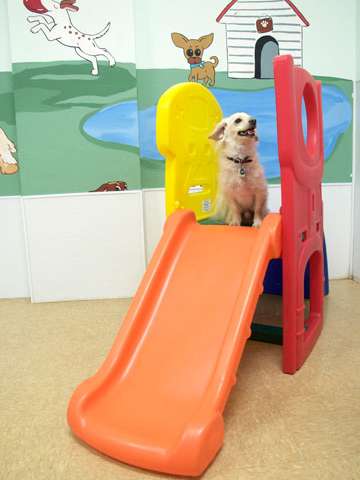 puppy-playing-doggy-daycare