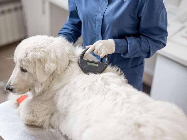 Veterinarian checking microchip implant under sheepdog dog skin in vet clinic with scanner device. Registration and indentification of pets. Animal id passport.