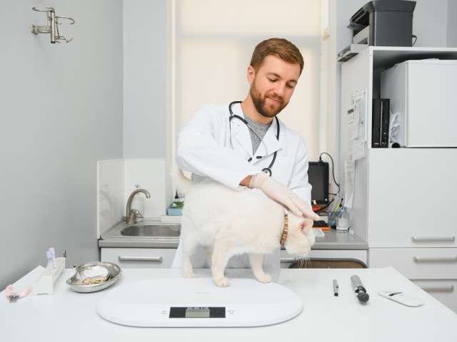 Veterinarian doctor checking cat at a vet clinic.