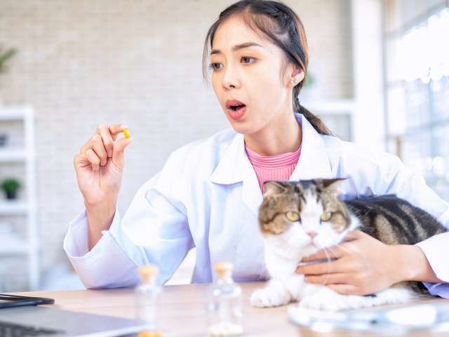 Veterinarian doctor online call show examining a cat checkup result and treatment at clinic