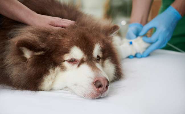 Owner patting dog on head when doctor placing intravenous catheter in dogs leg